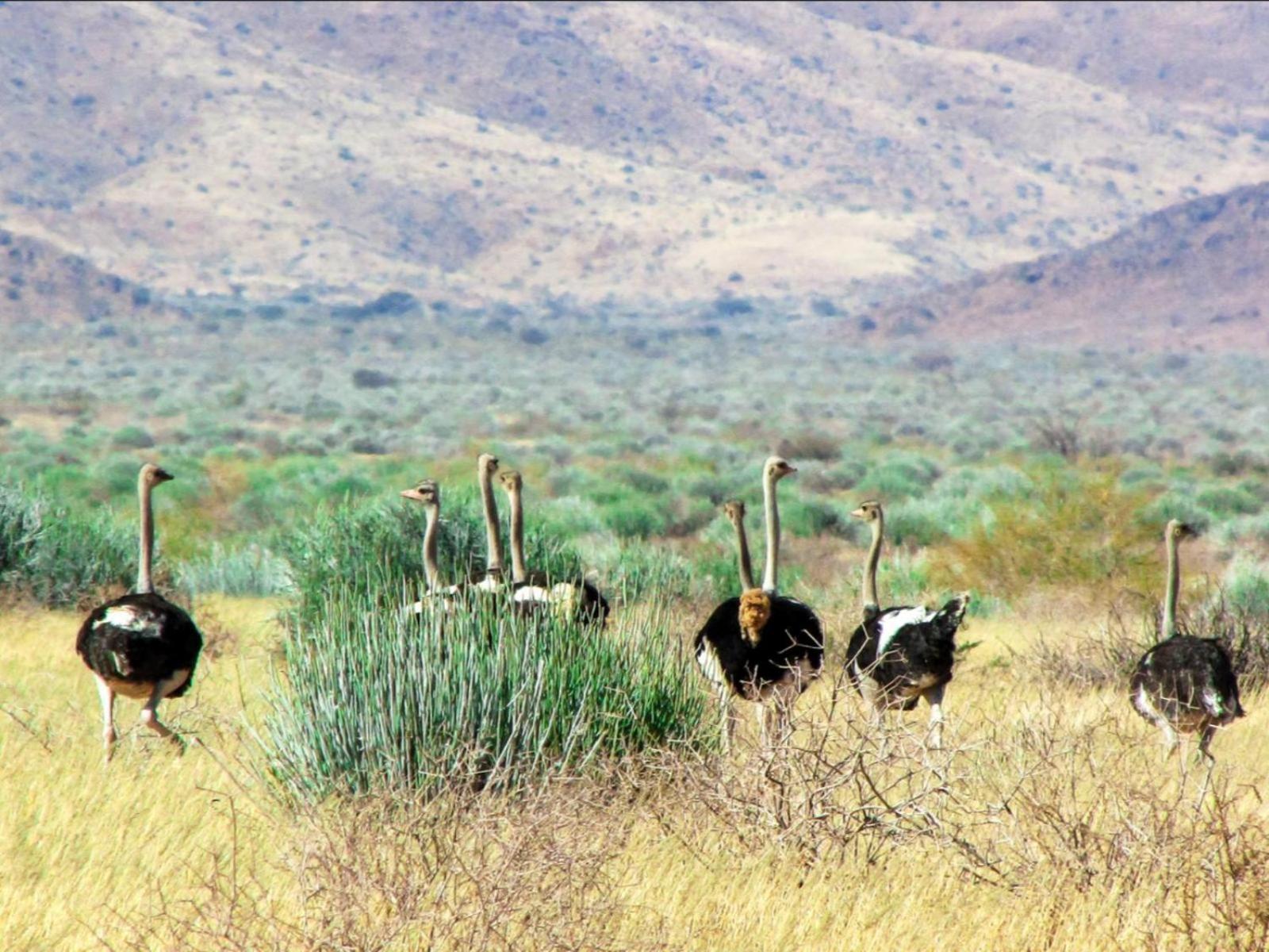 Mount Canyon Guest Farm Keetmanshoop Ngoại thất bức ảnh